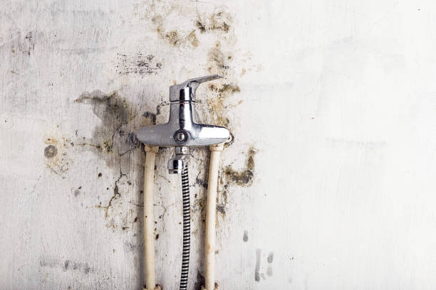 Mold Removal and Inspection in Whitesboro, NJ