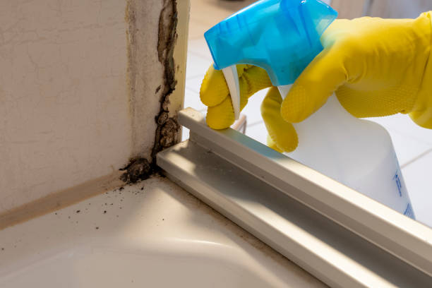 Best Black Mold Removal  in Whitesboro, NJ