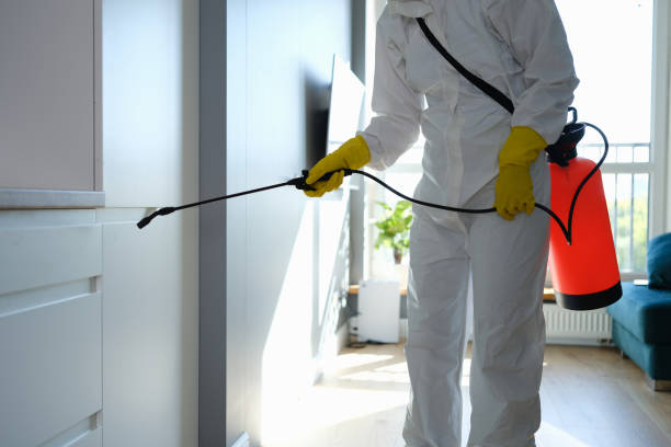 Best Mold Damage Repair  in Whitesboro, NJ