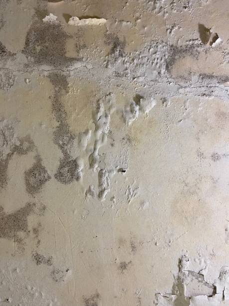 Best Crawl Space Mold Removal  in Whitesboro, NJ
