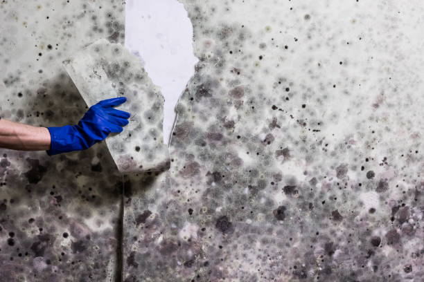 Best Water Damage Restoration  in Whitesboro, NJ