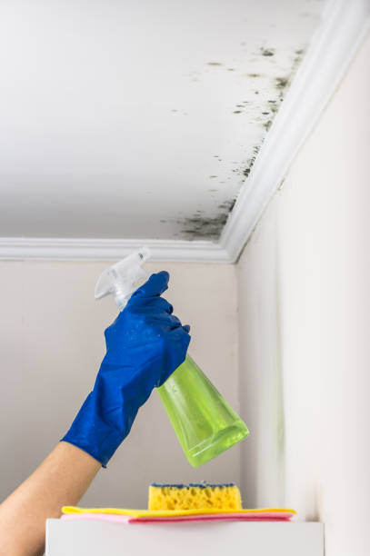 Best Same-Day Mold Removal  in Whitesboro, NJ